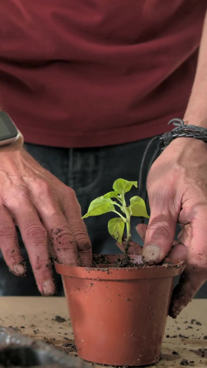 Video vertical: Recogiendo tierra, hombre con camisa roja plantando una plántula en una maceta de barro en casa para cultivar.