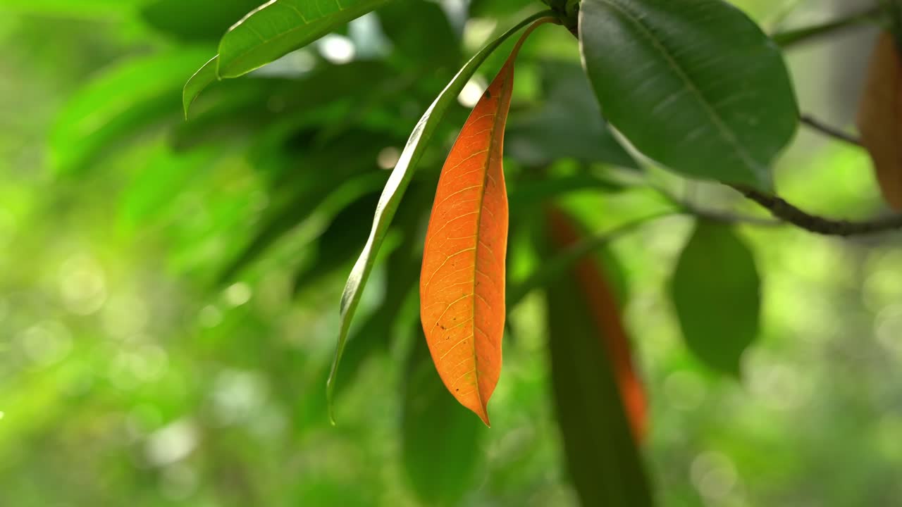 An Orange Leaf in a green world