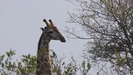 jirafa mira por encima de las copas de los árboles en afrika