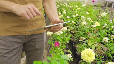 florist working with tablet in greenhouse.