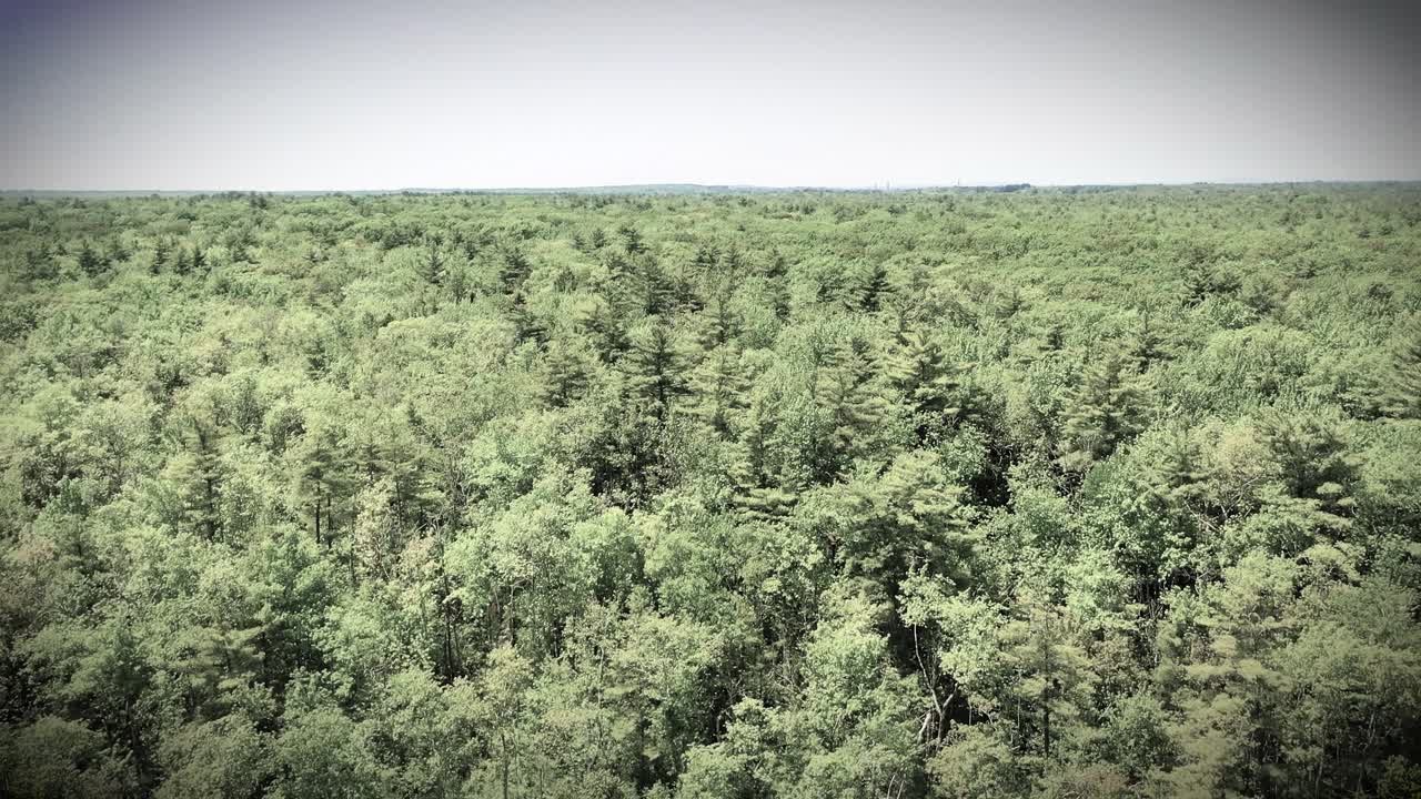 Black and white aerial view of a Maine swamp forest. Drone flies over wild trees, rivers, creeks, and ponds in a dramatic wetland jungle. Outdoor wilderness vibe in lush summer marshland.