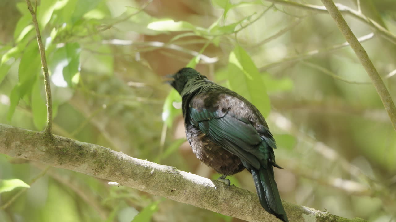 el pájaro tui se alimenta de la rama de un árbol en el bosque en verano en wellington, nueva zelanda