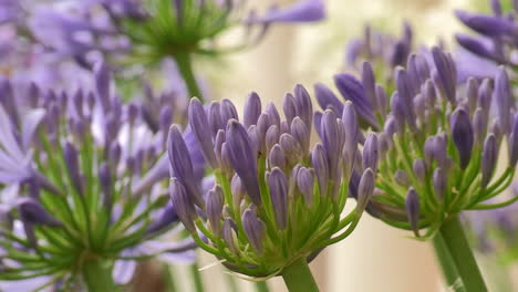 several lilac leek flowers