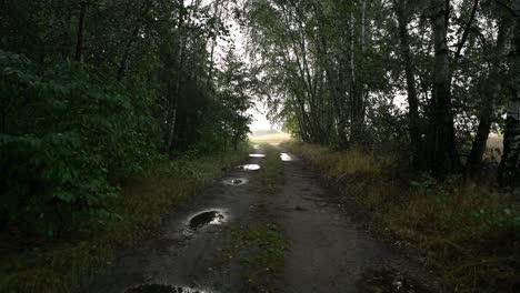 Enter-a-nature-painted-scene-as-you-follow-a-forest-road