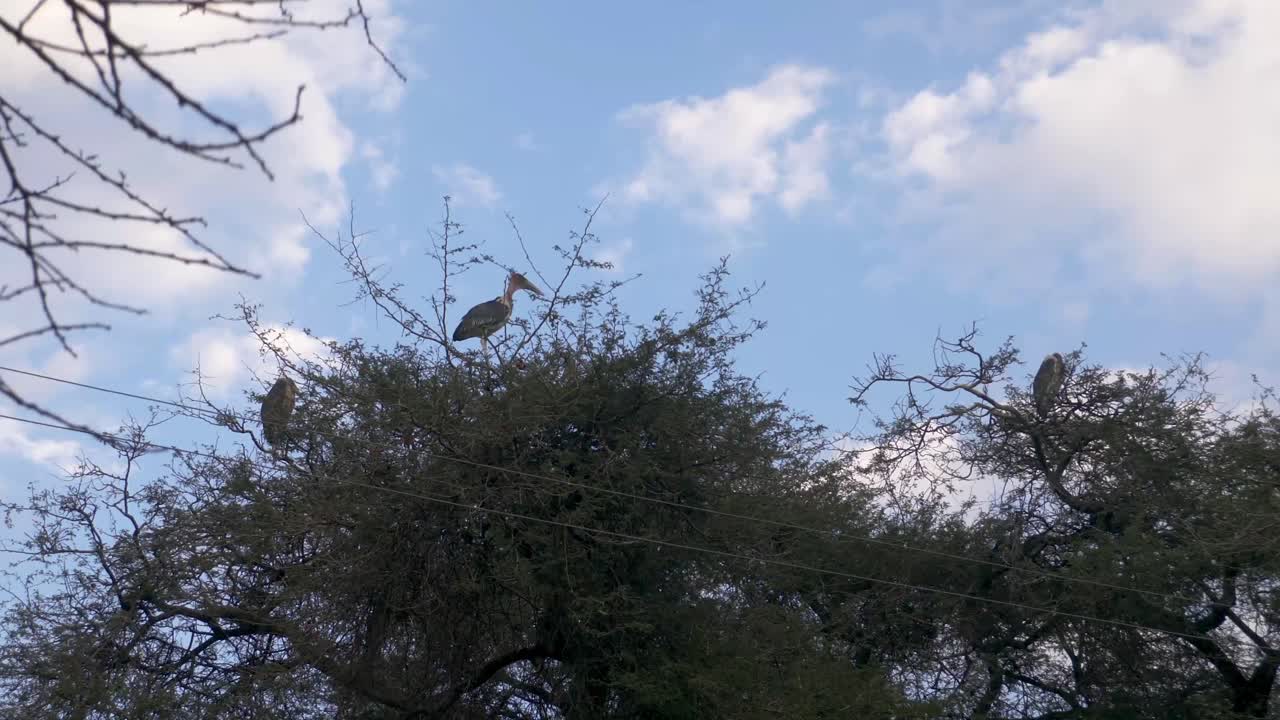 에티오피아 황새 그룹이 자연 서식지인 마라부 황새, 아와사 호수에 있는 나무 꼭대기에 자리 잡고 있습니다.