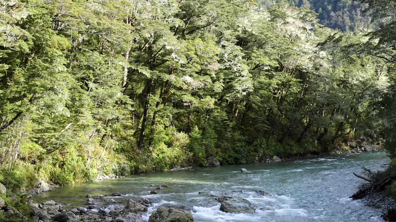 A clear mountain river flows over rocks through dense green forest under natural daylight. The camera remains steady, capturing tranquil, sunlit scenery