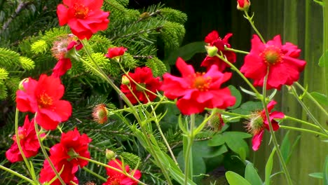 several heads of the flower called geum mrs bradshaw growing in an english country garden