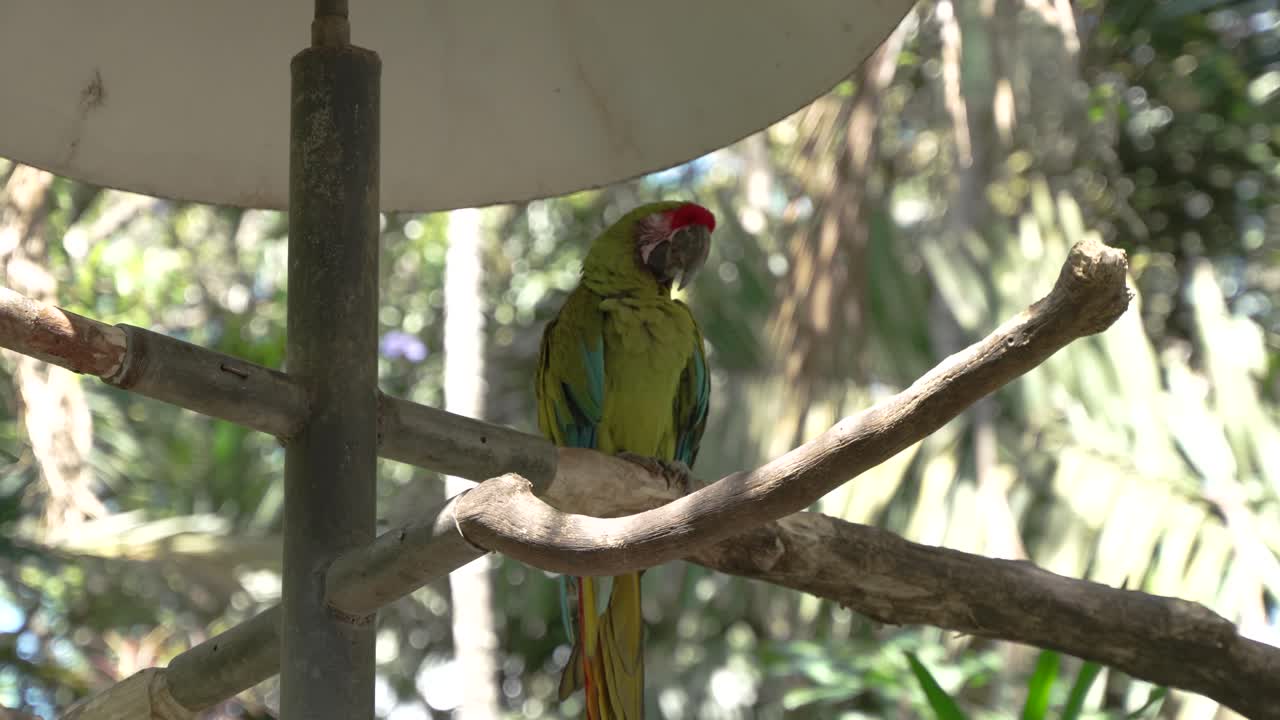 guacamayo verde descansando a la sombra en la reserva natural