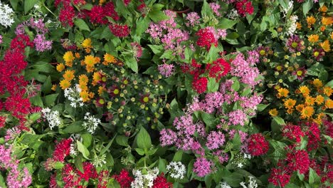 Field-of-blooming-colourful-Pentas-lanceolata-flowers