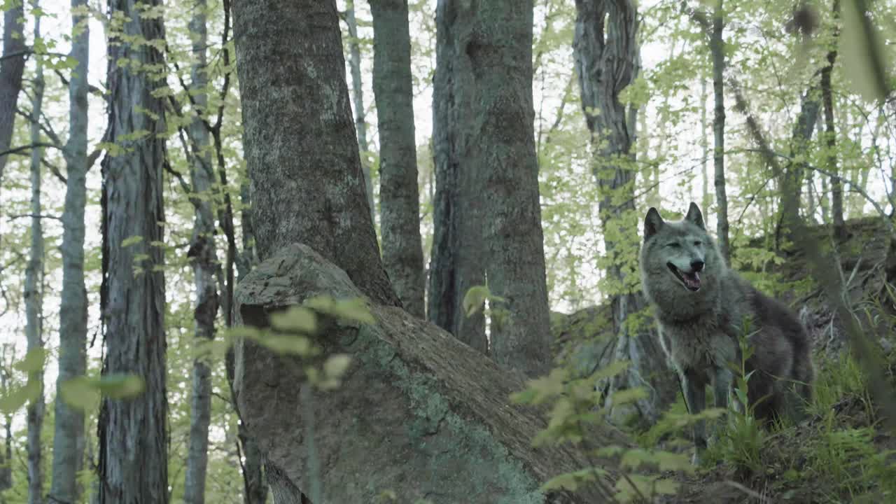 A gray wolf lowers its head, foraging or sniffing the ground in a thick forest setting. Surrounded by trees, brush, and soft natural light, the scene captures raw wildlife behavior.