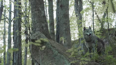 a gray wolf lowers its head, foraging or sniffing the ground in a thick forest setting. surrounded by trees, brush, and soft natural light, the scene captures raw wildlife behavior.