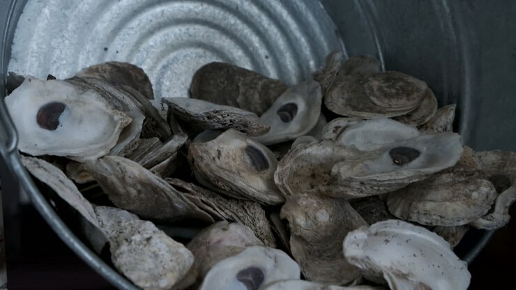 Slow zoom out of oysters in a metal container