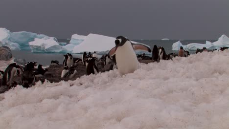 penguins walking in the ice