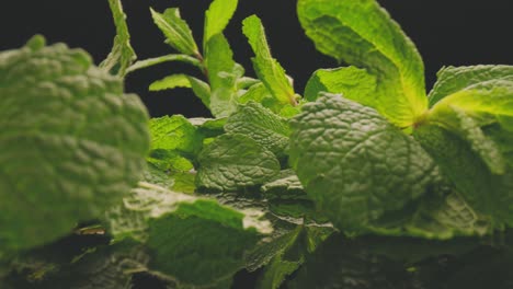 Fresh-green-mint-on-black-background