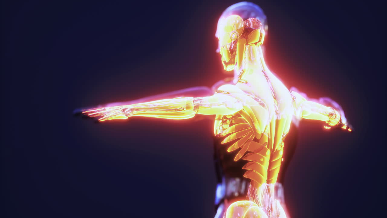 Exploring the human body muscle anatomy in a detailed three dimensional model