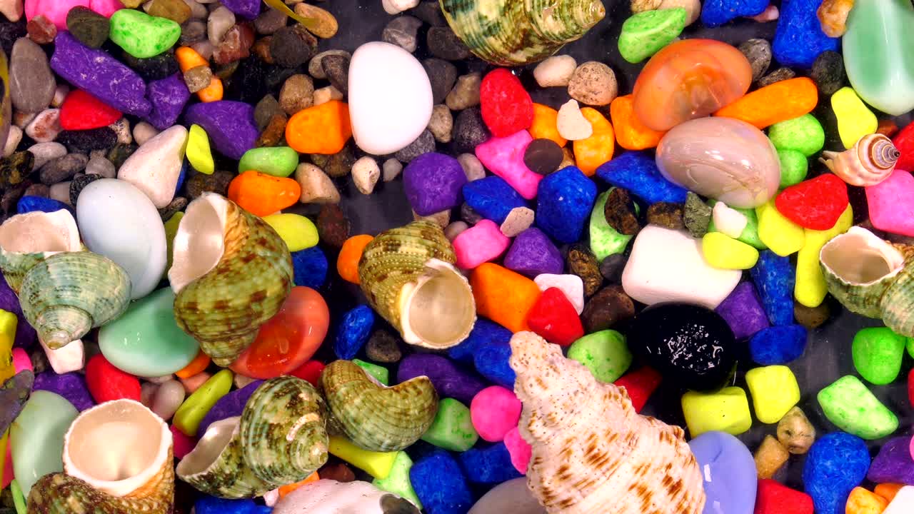 다채로운 수족관에서 물 에 있는 물고기