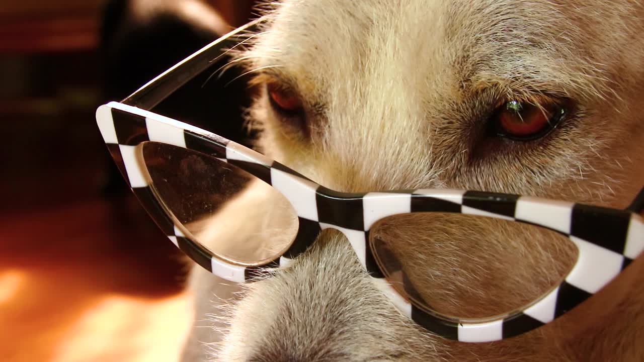 Close up of a dog wearing a fancy cat eyeglasses showing concept of the National Reading Month, Literacy, Education and Back to School