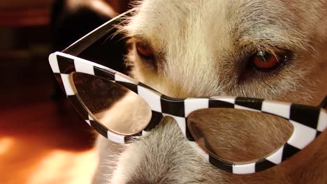 close up of a dog wearing a fancy cat eyeglasses showing concept of the national reading month, literacy, education and back to school