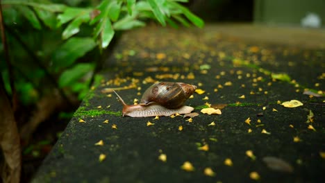 Video-of-snail-and-plants-from-a-botanical-garden-in-Victoria-on-Mahe-island-in-Seychelles