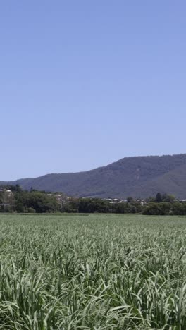 timelapse of crops growing in a field