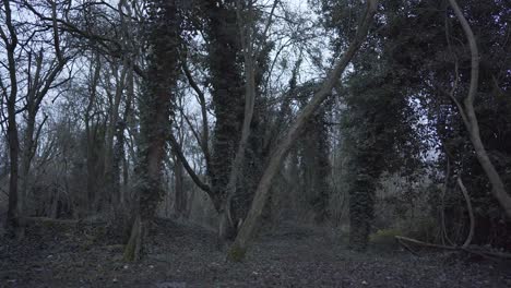 hermosa vista panorámica del bosque verde en cambridgeshire, inglaterra, reino unido durante la noche