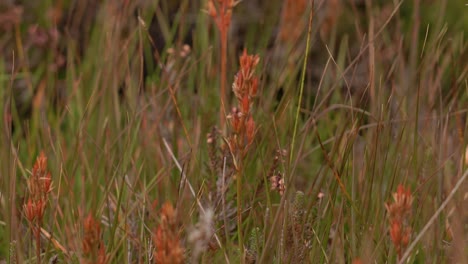 red bog asphodel shaking in the wind