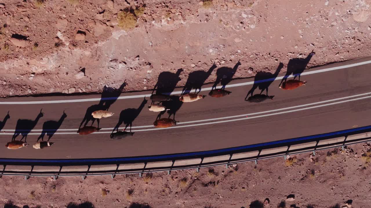 Herd of Llamas Walking on a Desert Road