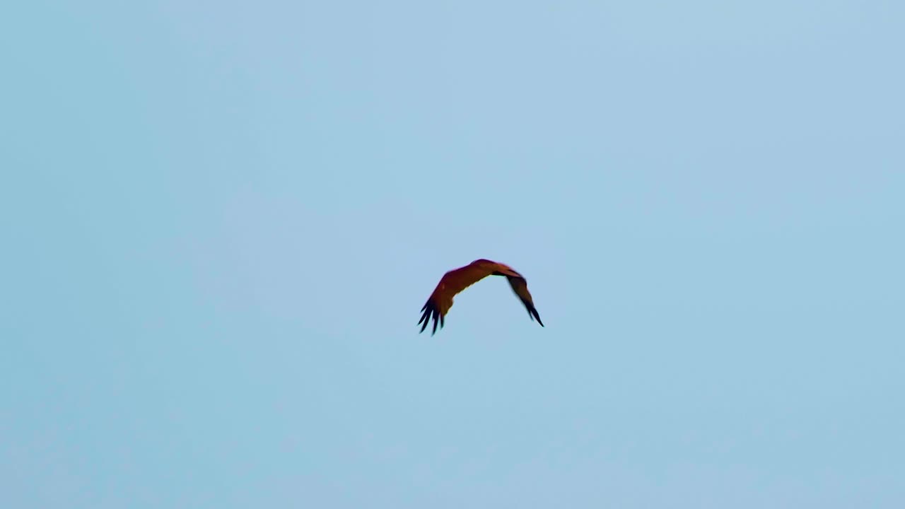 pájaro cometa rojo en vuelo, volando lejos de la cámara en el cielo nublado