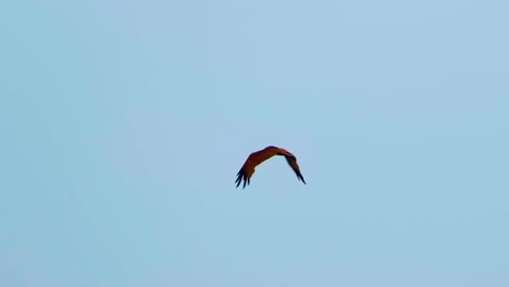 red kite bird in flight, flying away from camera in cloudy sky