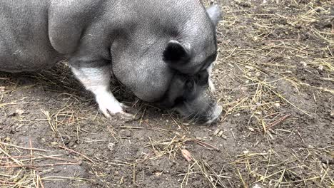 close view of black pig eating food on an alentejo farm