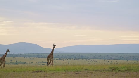 asombroso paisaje de masai mara, jirafa caminando a través de la sabana vacía en masai mara north conservancy, la pacífica vida silvestre africana en la reserva nacional de kenia