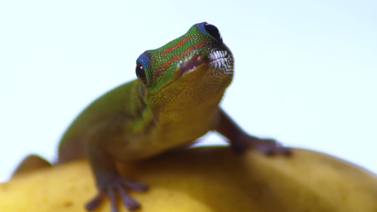 primer plano de un gecko diurno de polvo de oro mirando a su alrededor activamente con un ojo azul sobre sus ojos sentado en la fruta de membrillo