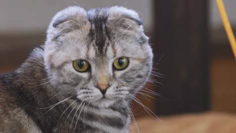 un curioso gato escocés plegado de color marrón mirando algo, de cerca