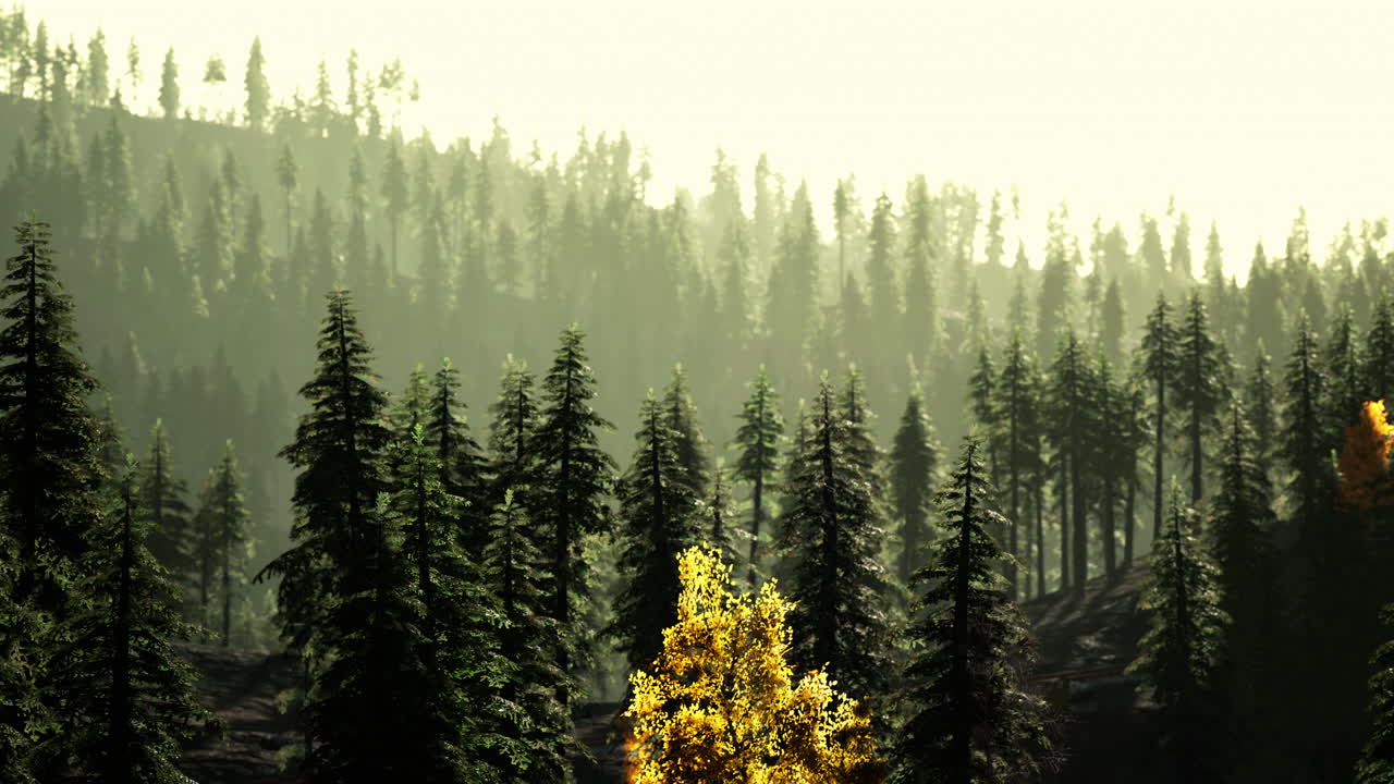 높은 소나무와 황금빛 해가 뜨는 안개 숲