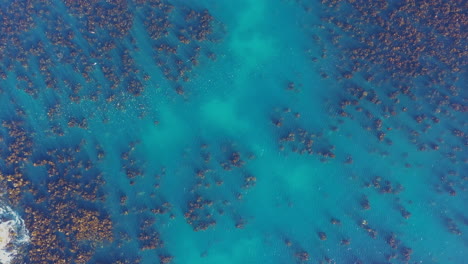 Wildlife-seals-swimming-in-clear-blue-water-aerial-top-shot-South-Africa