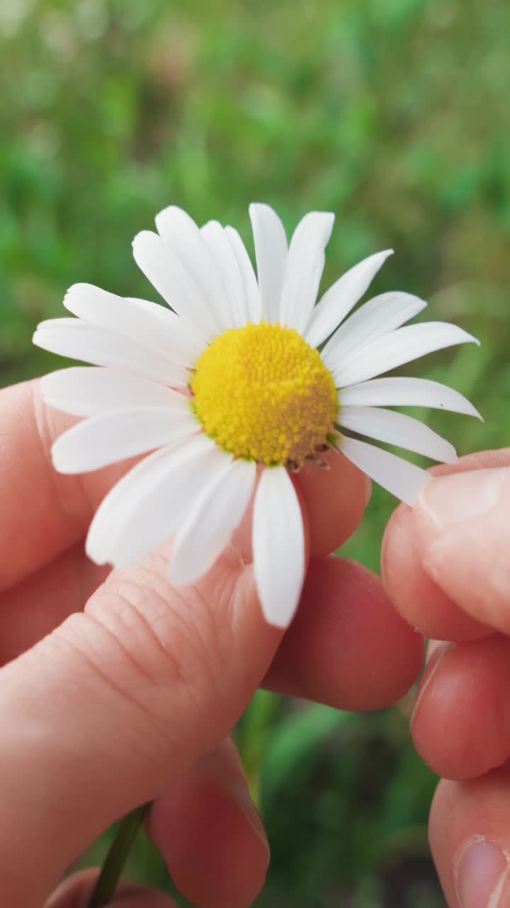 Man removing petals from a daisy flower. Close up