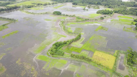 flooded agriculture field