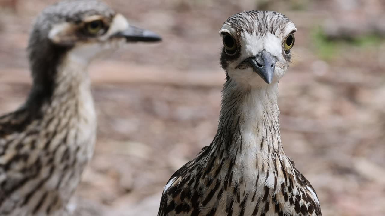 두 마리의 새가 주의 깊게 둘러보고 있다