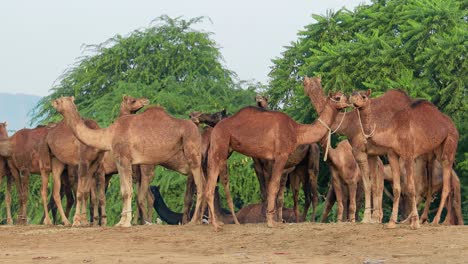 Camellos-En-La-Feria-De-Pushkar,-También-Llamada-Feria-De-Camellos-De-Pushkar-O-Localmente-Como-Kartik-Mela,-Es-Una-Feria-Ganadera-Y-Cultural-Anual-De-Varios-Días-Que-Se-Celebra-En-La-Ciudad-De-Pushkar,-Rajasthan,-India.