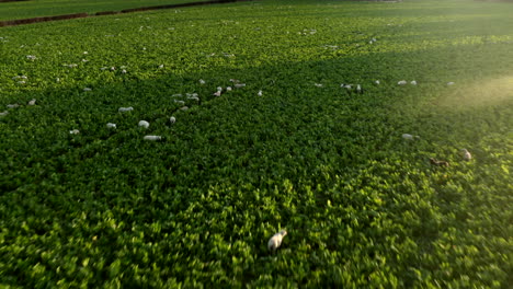 drone footage of sheep grazing in green field on farm in rural countryside