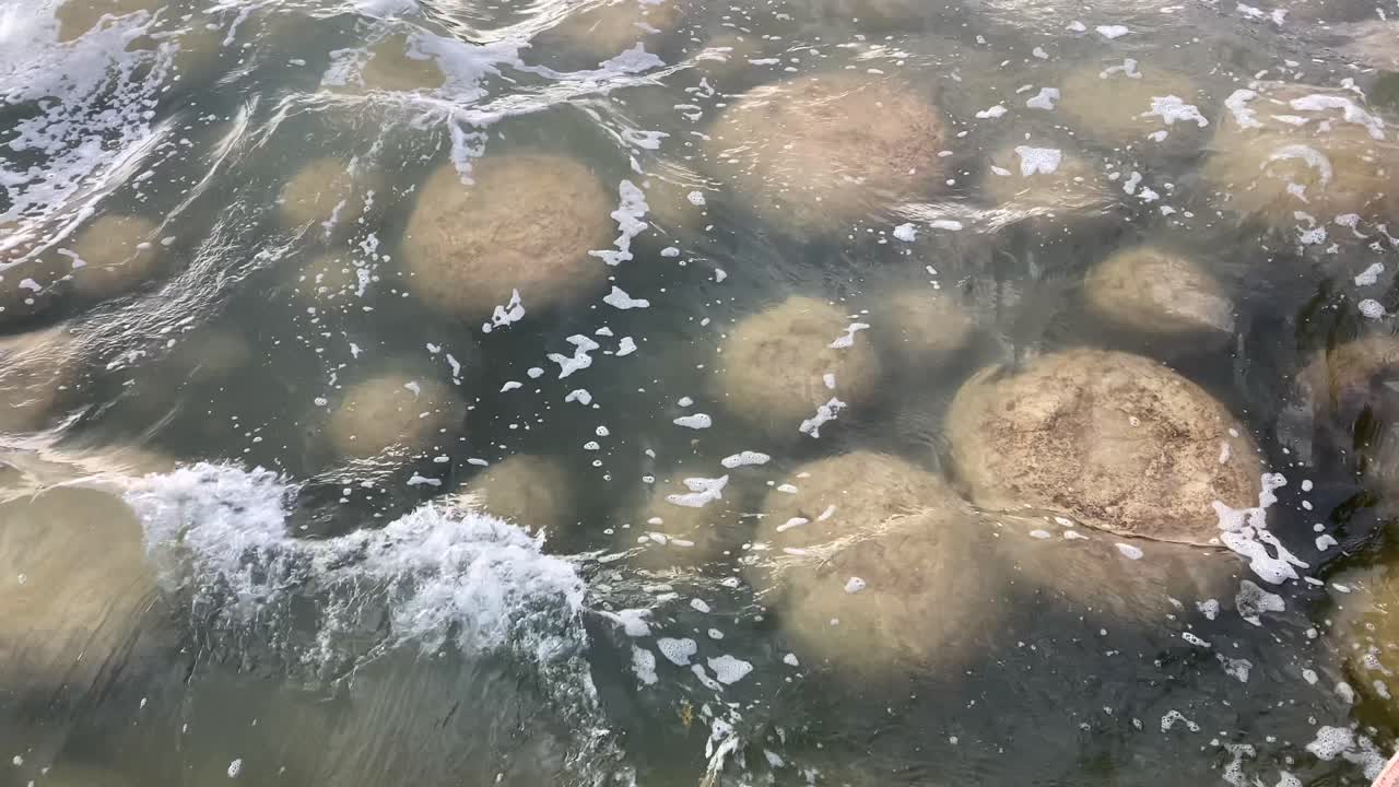 Stromatolites rarest and oldest living fossilized life form in protected environmental zone