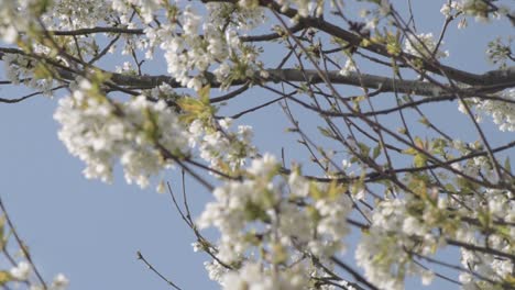 white blossom blows against blue sky