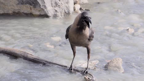 Cuervo-Sentado-Sobre-Piedra-En-Agua-De-Playa-Contaminada-Y-Buscando-Comida-En-Water_carter-Road-Bandra