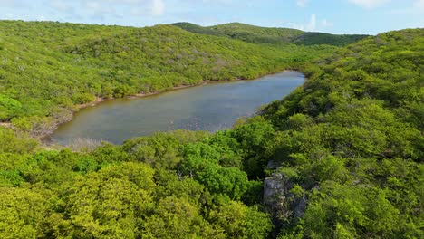 Panorama-Luftumlaufbahn-über-Flamingo-Vogelschwarm-Im-Mangroven-Teich-Am-Tiefpunkt