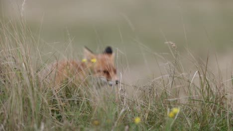 red fox in a field