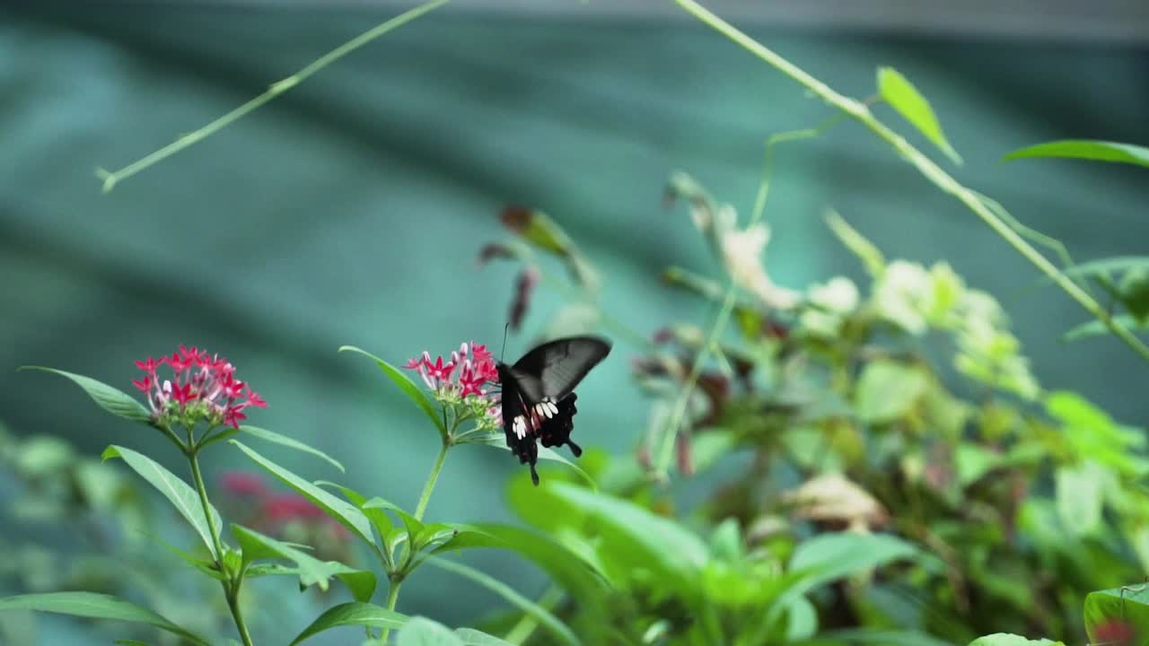 donde se posan mariposas mormonas comunes en pentas lanceolata flores