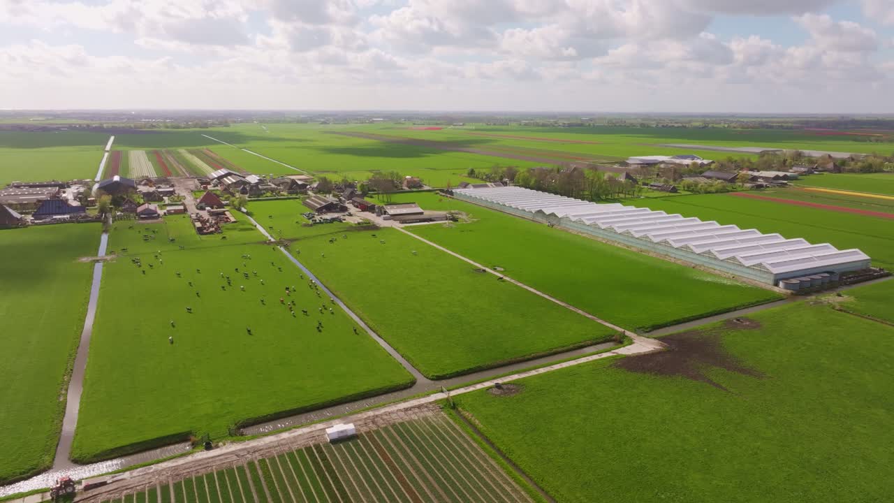 Paesaggio rurale con mucche al pascolo e ampie serre, Paesi Bassi