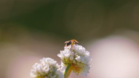 Honey-bee-close-up-crawling-on-flower-in-Spring