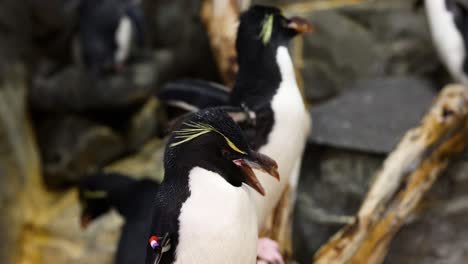 penguins communicate and socialize on rocky terrain