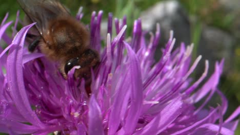 Makro-Nahaufnahme-Einer-Gierigen-Wilden-Honigbiene,-Die-Im-Sonnenlicht-Pollen-Einer-Violetten-Blume-Sammelt